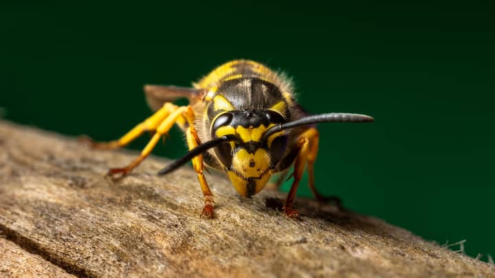 Detailed macro shot of a yellow and black European wasp on a wooden surface.