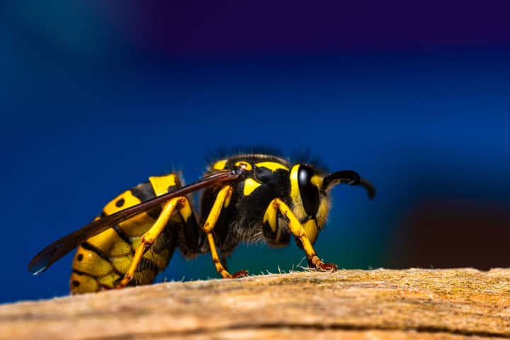 Detailed macro shot of a vibrant European hornet with a yellow-black pattern, showcasing its texture and wings.