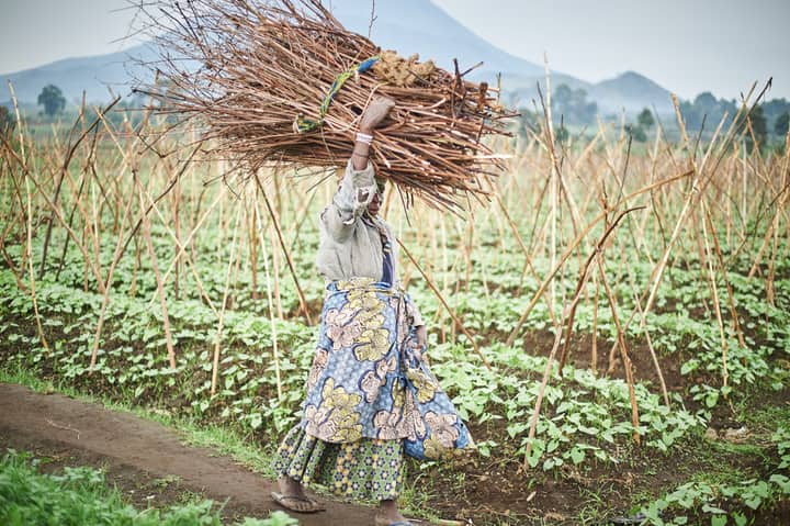 A woman carrying firewood across a lush field in Kinshasa, DRC, showcasing rural life and agriculture.