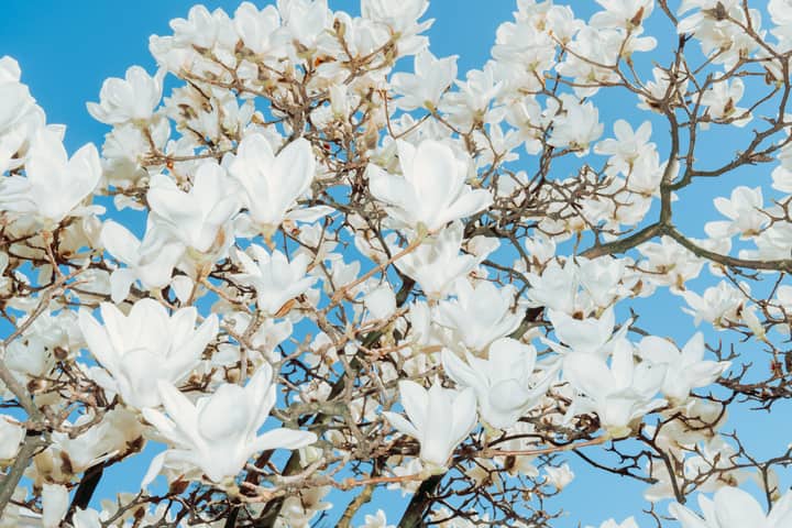 White magnolia flowers in full bloom on branches against a clear blue sky, reflecting spring's beauty.