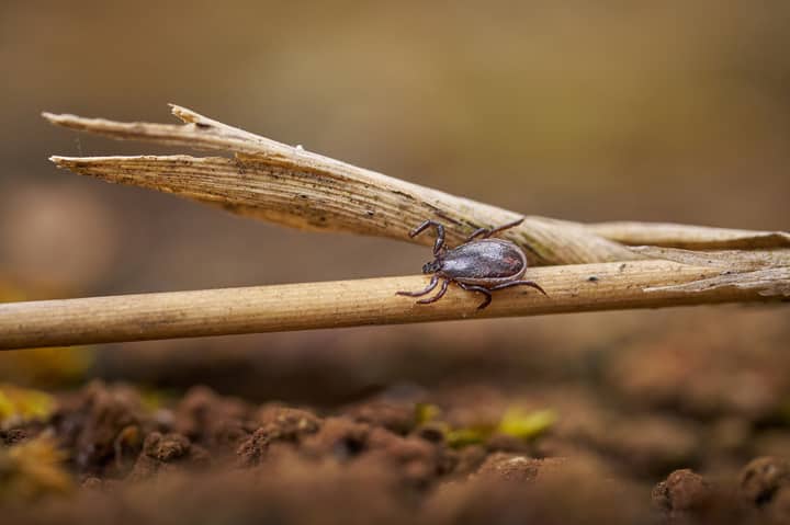 Macro shot of a tick on a dry twig with blurred earthy background outdoors.