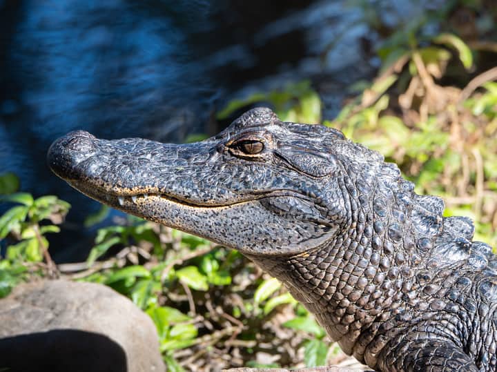 Close-up image of an American alligator in South Padre Island, Texas wetland.