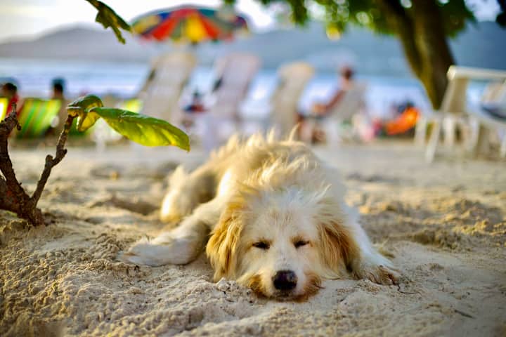 Adorable Golden Retriever napping on a sunny beach with colorful umbrellas and loungers.