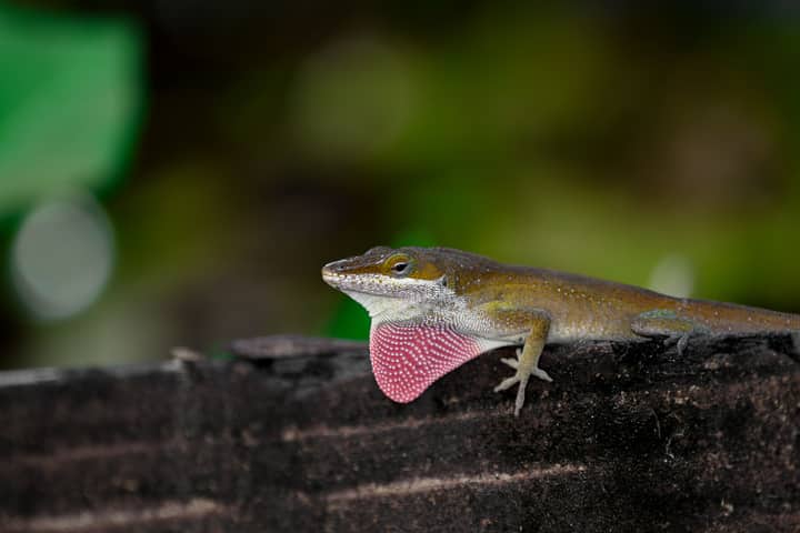 A green anole lizard basks on wood, showcasing its vibrant red dewlap in Atlanta, Georgia.