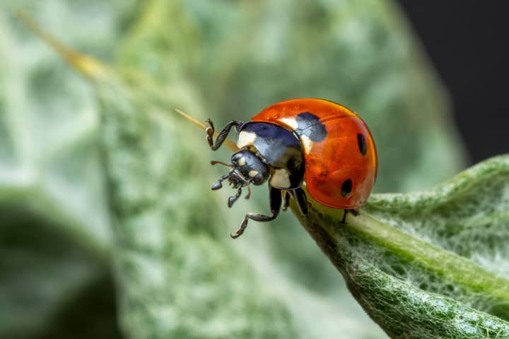Macro shot of a vibrant ladybug on a green leaf, showcasing nature's detail.