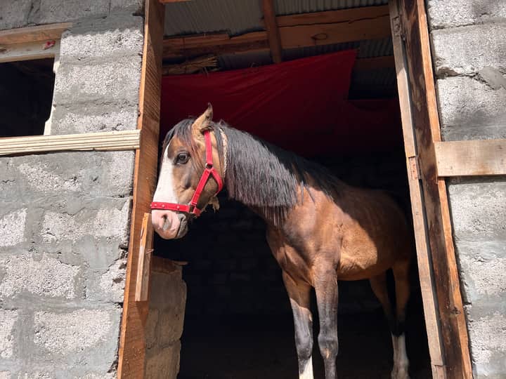 Brown horse standing inside a rustic stable with red halter and open door.