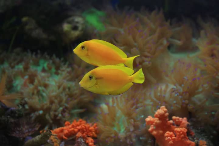 Two vibrant yellow tang fish swimming gracefully among colorful coral reefs.