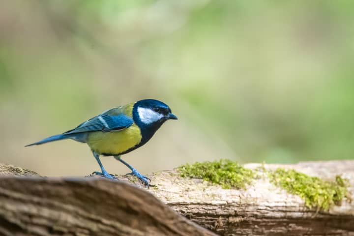 Colorful bird perched on a log in a natural setting with lush greenery.