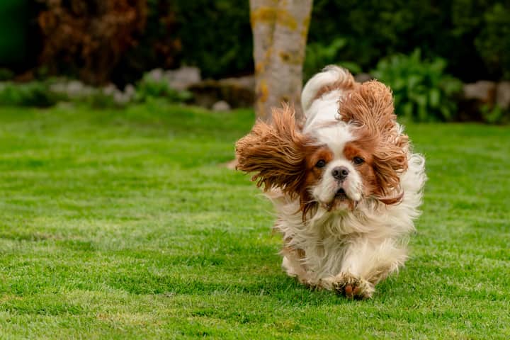 A Cavalier King Charles Spaniel joyfully running on a green lawn, full of energy and life.