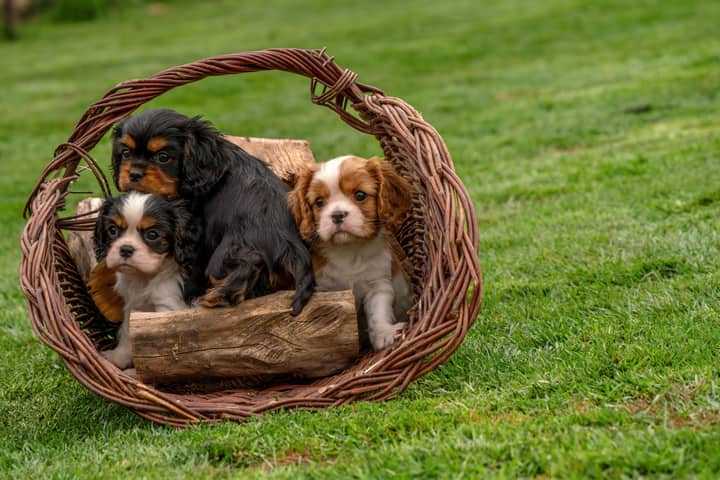 Three cute Cavalier King Charles Spaniel puppies in a wicker basket on green grass outdoors.