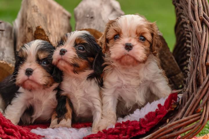 Three cute Cavalier King Charles Spaniel puppies sitting in a wicker basket outdoors, showcasing their fluffy fur and curious expressions.