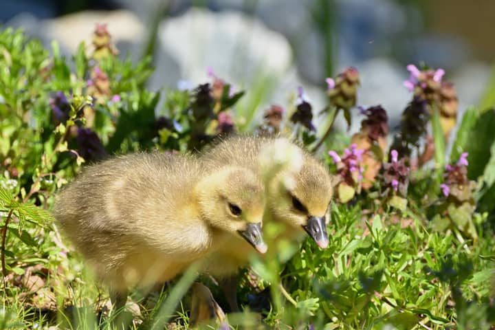Two cute goslings in a sunlit meadow, surrounded by spring flowers and fresh greenery.