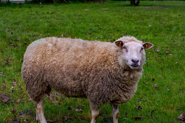 A fluffy sheep stands on a lush green field, showcasing its natural wool coat.