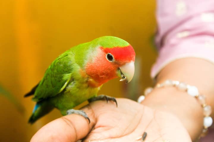 A vibrant lovebird with green and red feathers perched on a person's hand indoors.