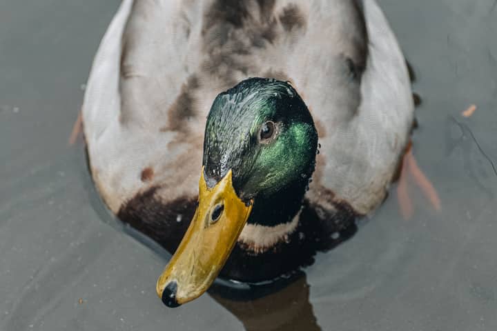 Captivating close-up of a mallard duck swimming in a pond in İstanbul, Türkiye.