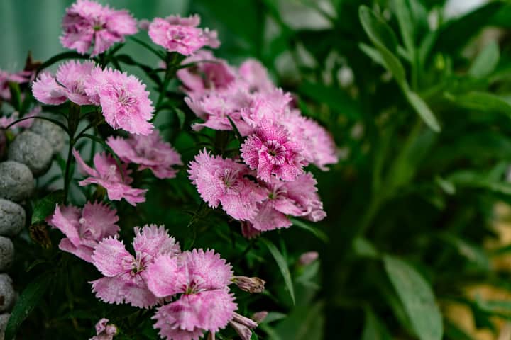 Close-up of vibrant pink Dianthus flowers blooming in a garden setting.