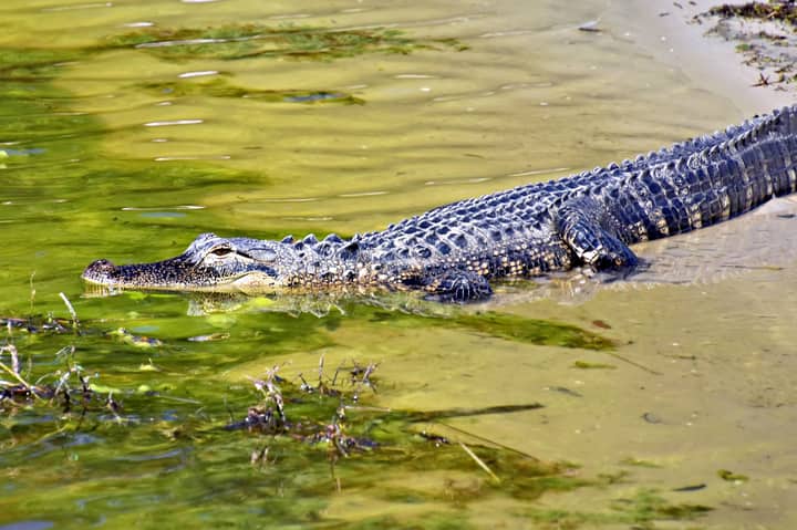 American alligator in a Sarasota water pond, Florida USA.