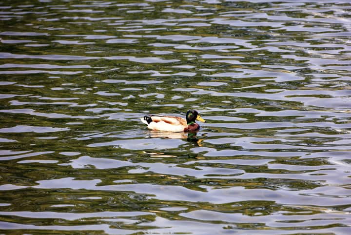 A mallard duck glides smoothly over the shimmering rippling lake water, showcasing natural beauty.