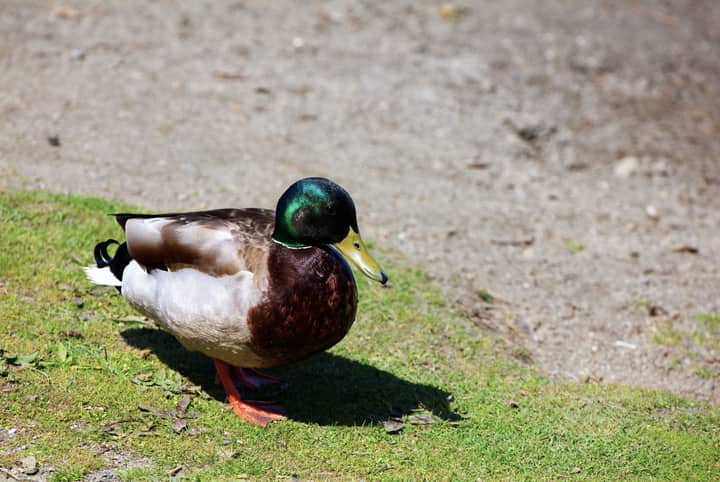 A mallard duck standing on grassy terrain, showcasing vibrant colors and natural habitat.