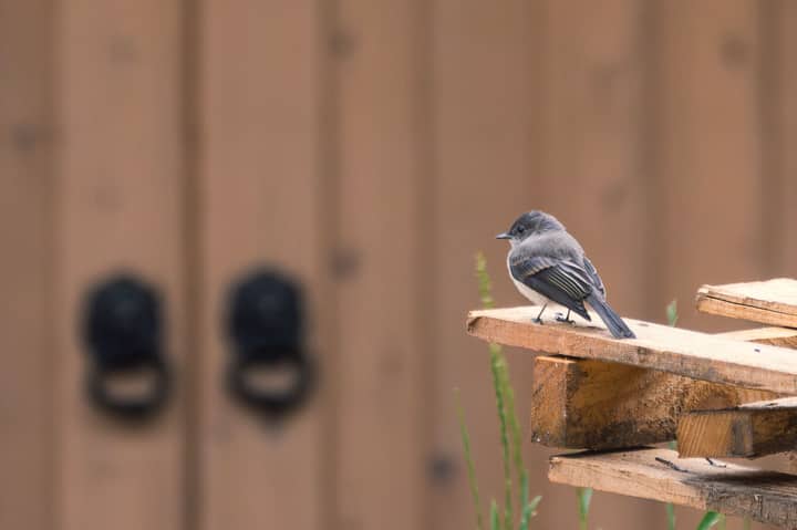 Close-up of an Eastern Phoebe bird resting on wood in front of a blurred fence backdrop.