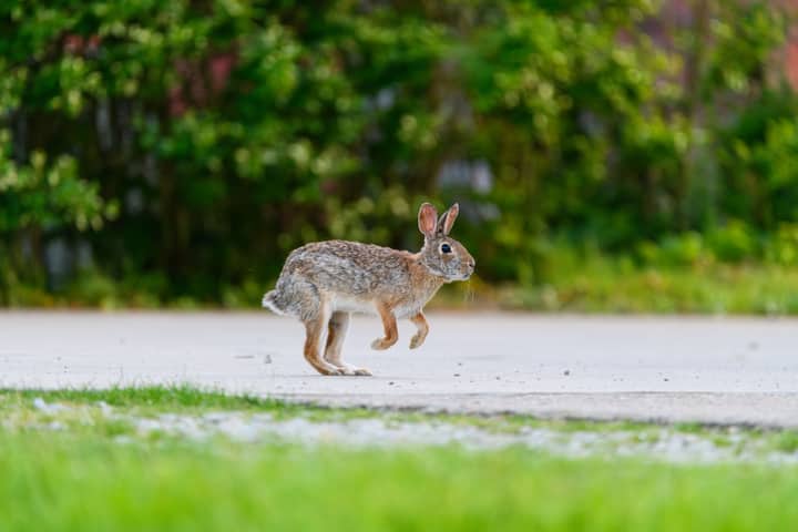 A wild rabbit mid-hop on a sunny day in Canonsburg, Pennsylvania park.