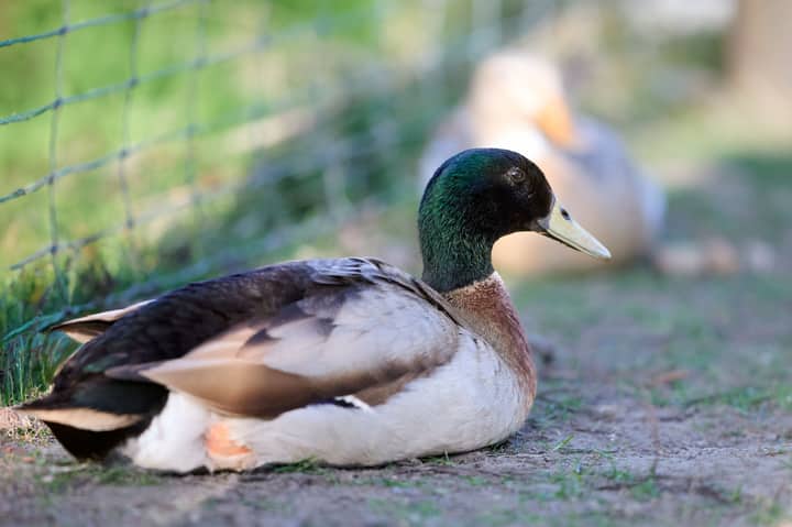 A serene mallard duck with iridescent feathers resting peacefully outdoors.