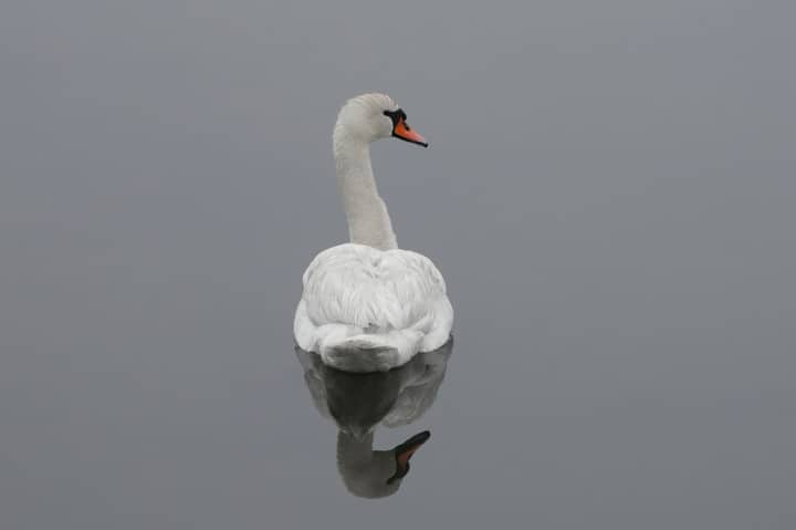 A graceful swan reflects on a serene lake, showcasing beauty and tranquility.