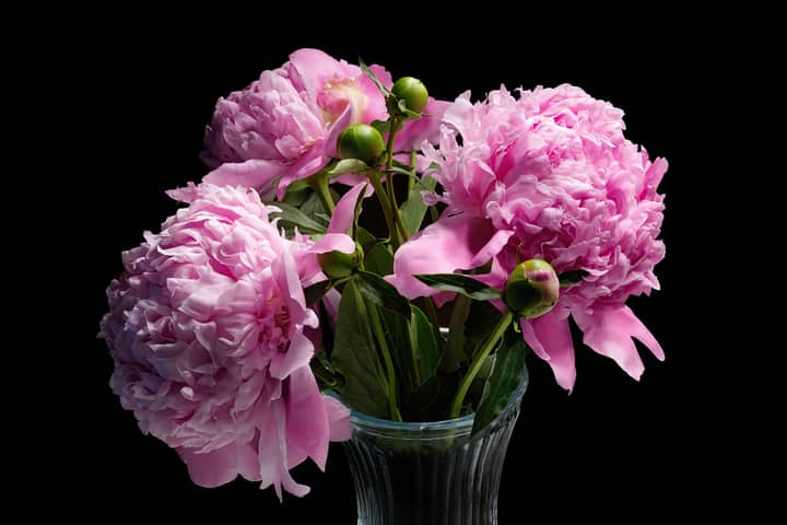 A striking bouquet of pink peonies with lush green buds in a glass vase, set against a black background.