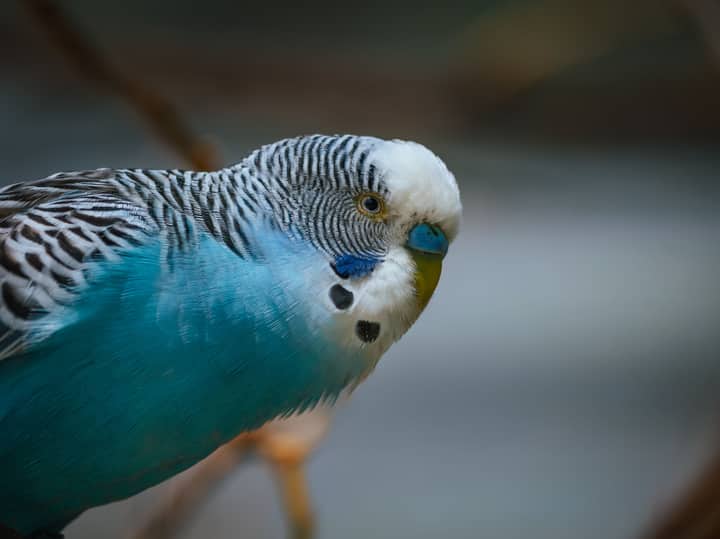 A detailed photograph of a colorful blue budgerigar parakeet with intricate feather patterns.