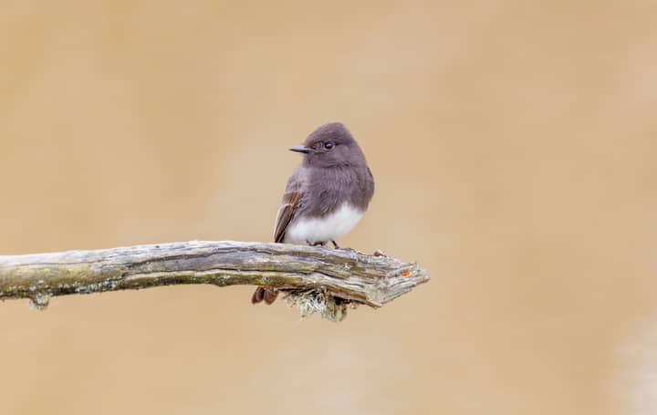 A clear photo of an Eastern Phoebe bird resting on a branch against a neutral background.