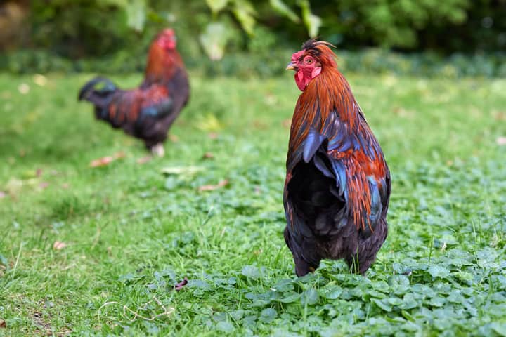 Two colorful roosters exploring a grassy field, showcasing vibrant plumage in a natural farm setting.