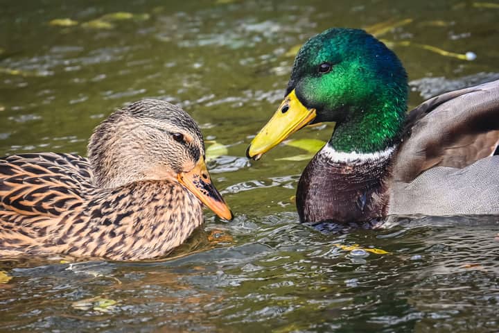 Detailed view of a male and female mallard duck swimming peacefully together in natural habitat.