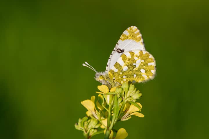 Vibrant East Bath White butterfly perched on delicate wildflower against lush green backdrop.