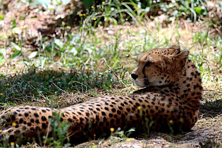 Close-up of a cheetah resting in the grass, showcasing its spotted coat and natural surroundings.