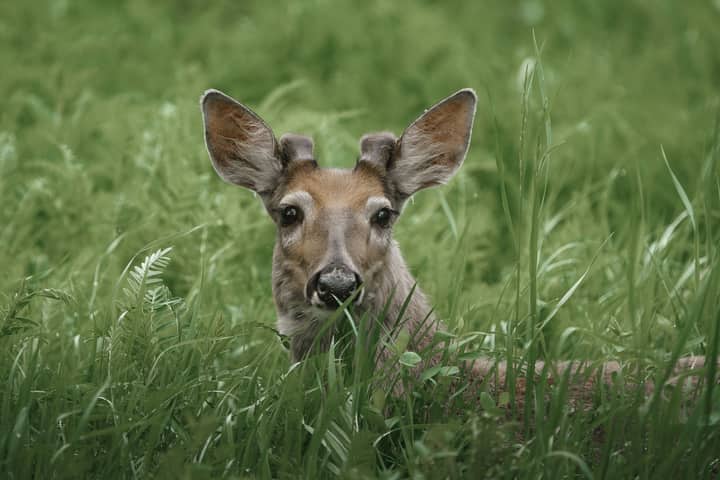 A deer looking curiously through lush green grass in a natural setting.