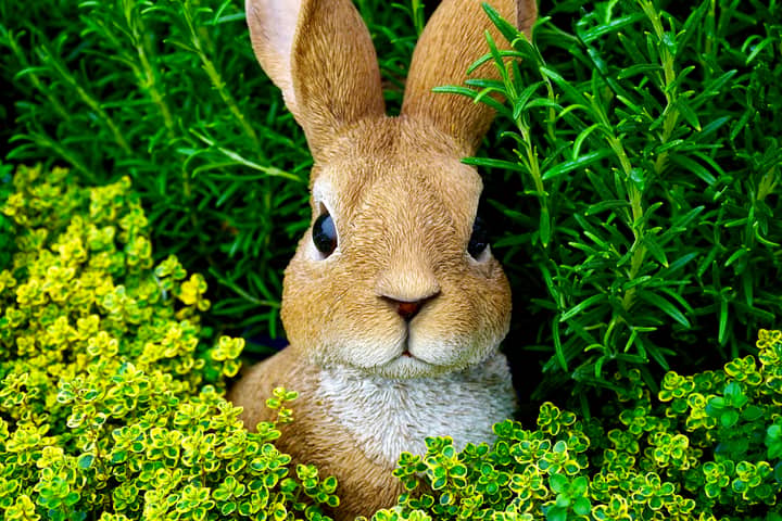 Adorable brown rabbit nestled among vibrant green plants, showcasing nature's beauty.