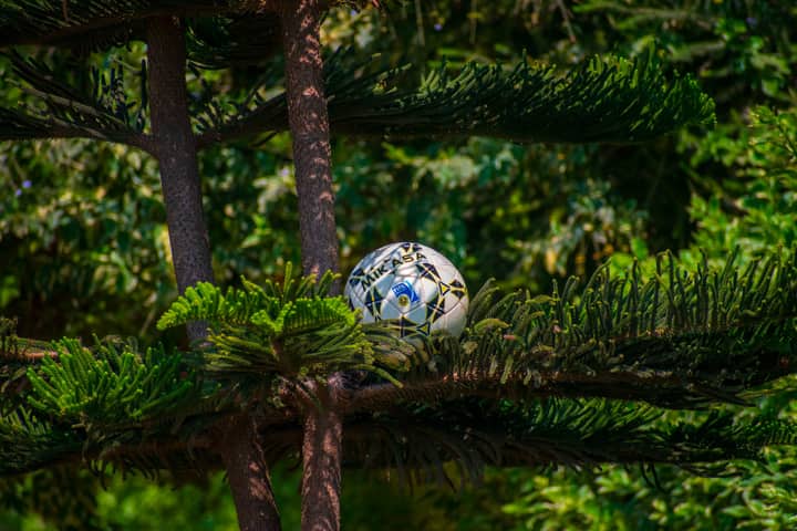 A soccer ball resting among the branches of a lush evergreen tree on a sunny day.