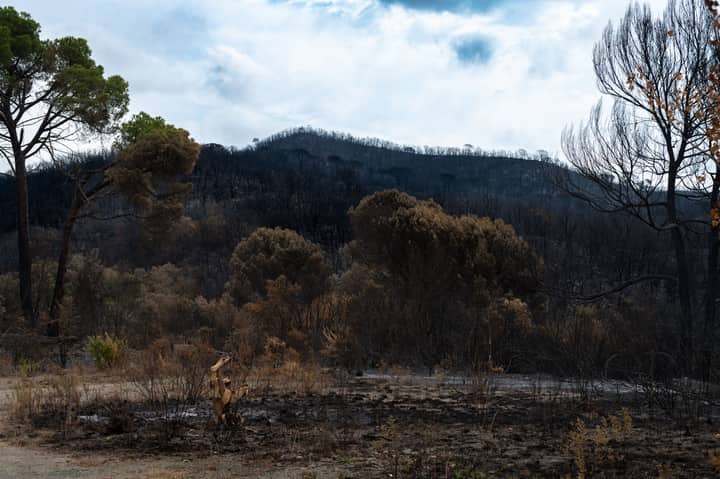 A stark view of a forest after a wildfire, showing charred trees and barren land.