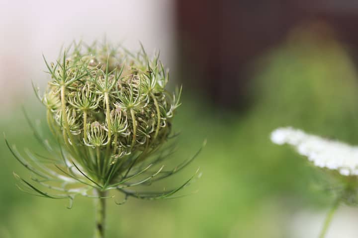 Detailed macro shot of Queen Anne's Lace flower bud with soft green background.