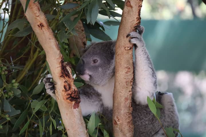 A cute koala bear climbing eucalyptus trees in Whiteman, Australia.