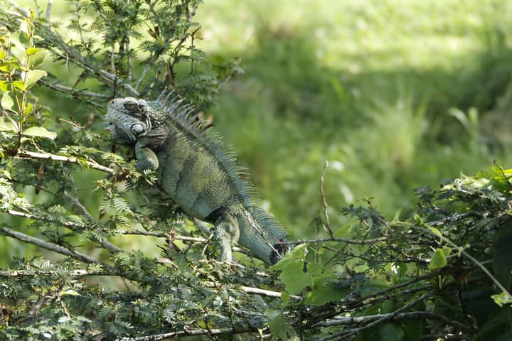 Close-up of a green iguana resting on branches in Miranda, Venezuela.