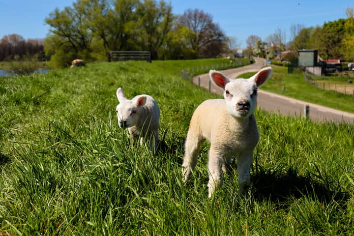 Two fluffy lambs exploring a lush green pasture under a clear blue sky in spring.