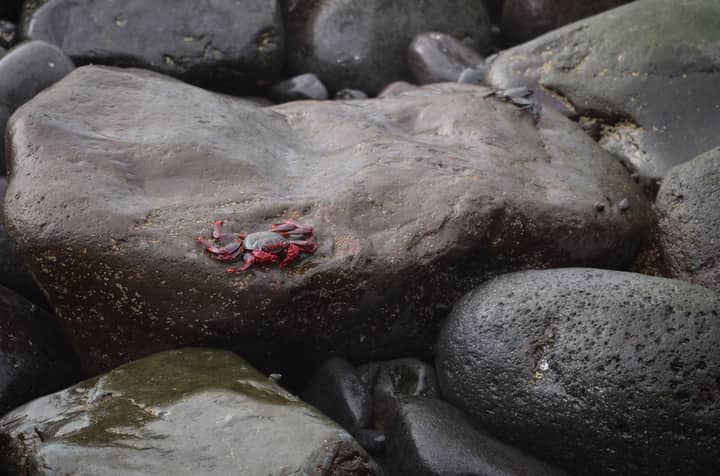 A vibrant red crab perched on wet rocks by the Spanish shoreline.
