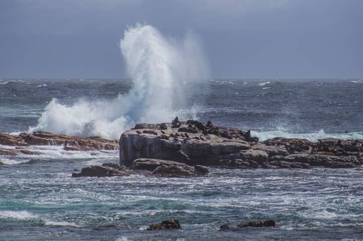 Powerful waves crashing on rocky shore with sea lions near Simon's Town, South Africa.