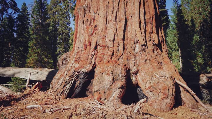 Close-up of a giant sequoia tree trunk in Sequoia National Park, showcasing bark texture and natural beauty.