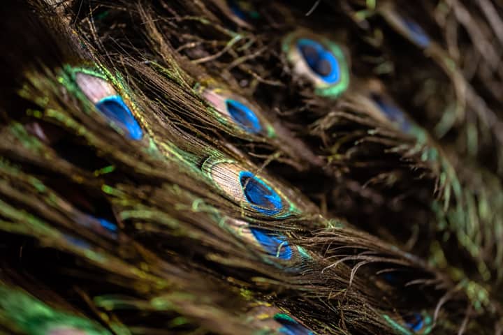 Detailed close-up of peacock feathers showcasing vibrant colors and texture.