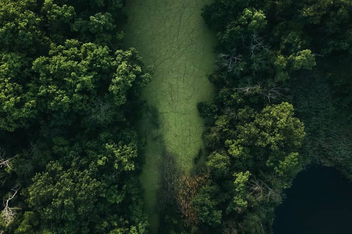 Drone view of green lush woodland in swampy area near calm blue lake