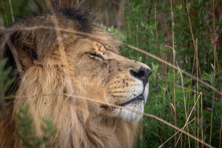 Close-up of a lion resting in lush green foliage, showcasing its majestic mane and serene expression.