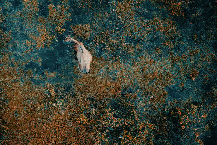 Drone view of cow standing in pond while grazing grass in countryside area