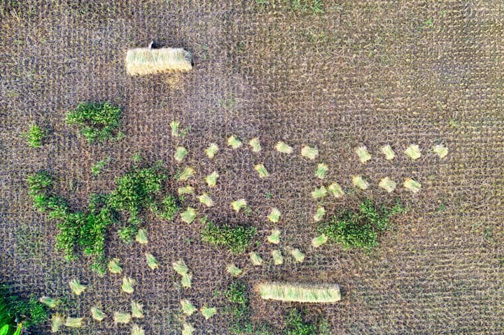 Top view of collected rice plants placed on soil in agricultural field during harvest season in countryside in rural area
